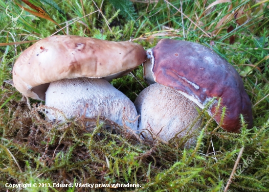 Hríb smrekový-Boletus edulis