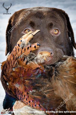 labrador