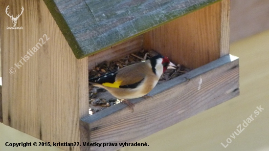 Stehlík obyčajný - Carduelis carduelis