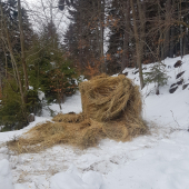 Včerajšie kŕmenie