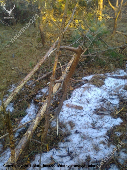 spomienka a stála motivácia na sezonu.1,75kg