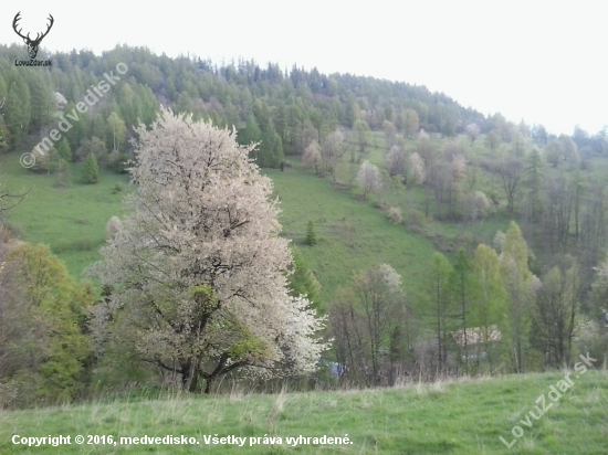 Jezerské čerešne - strážkyne pokoja