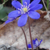 Pečeňovník trojlaločnatý - Hepatica nobilis