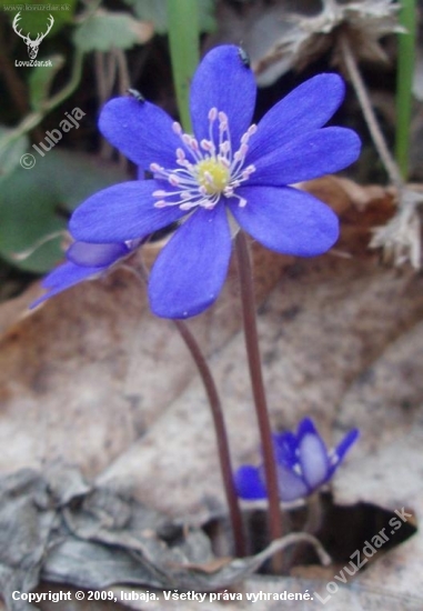 Pečeňovník trojlaločnatý - Hepatica nobilis