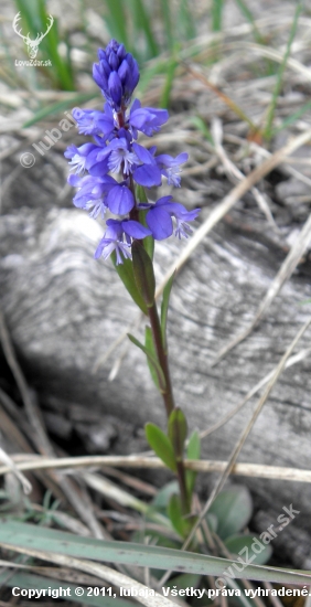 Horčinka obyčajná (Polygala vulgaris L.)