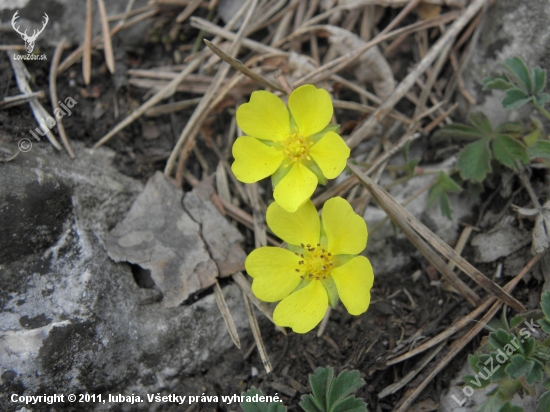 Nátržník piesočný (Potentilla arenaria Borkh.)