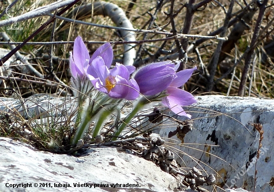 Poniklec slovenský (Pulsatilla slavica G. Reuss)