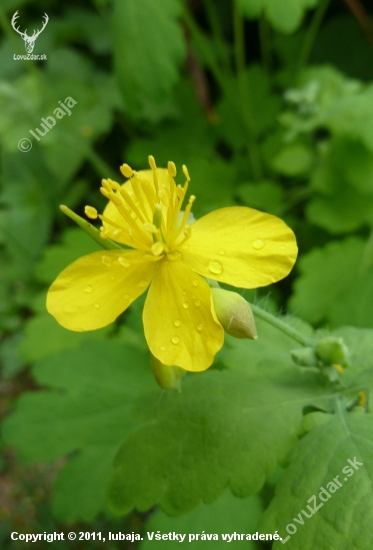 Lastovičník väčší (Chelidonium majus L.)