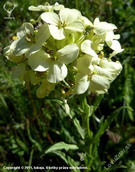 Horčičník wittmannov (Digitalis grandiflora Mill.)