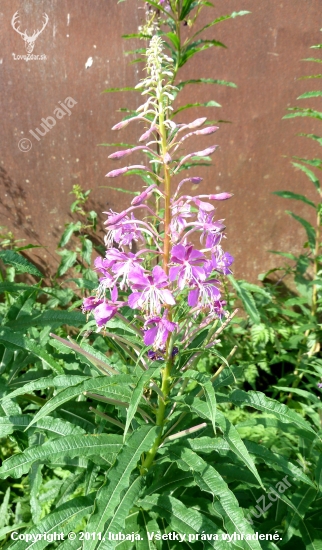 Kyprina úzkolistá (Chamerion angustifolium (L.) Holub)