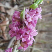 LYKOVEC JEDOVATÝ - Daphne mezereum