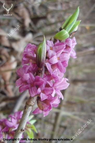 LYKOVEC JEDOVATÝ - Daphne mezereum