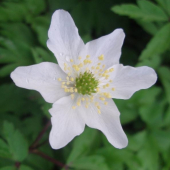 VETERNICA LESNÁ - Anemone sylvestril L.