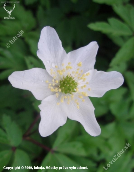 VETERNICA LESNÁ - Anemone sylvestril L.