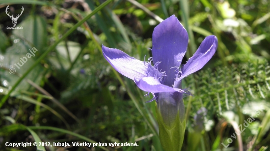 Pahorec brvitý (Gentianopsis ciliata (L.) Ma)