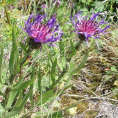 Nevädzník hlaváčovitý - COLYMBADA SCABIOSA