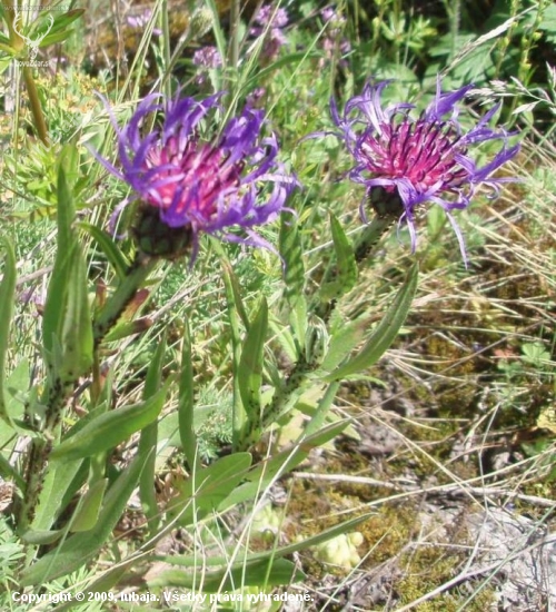 Nevädzník hlaváčovitý - COLYMBADA SCABIOSA