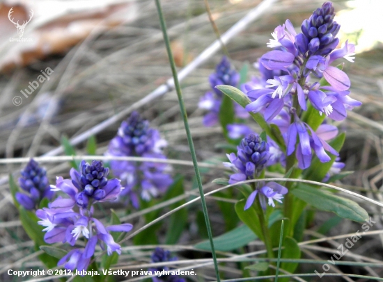 Horčinka horká / Polygala amara