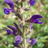 SALVIA PRATETENSIS