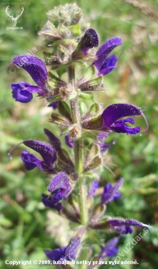 SALVIA PRATETENSIS