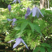 Plamienok alpinský - CLEMATIS ALPINA