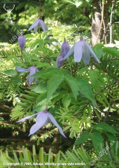 Plamienok alpinský - CLEMATIS ALPINA