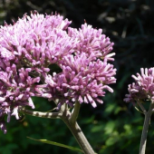 Mačucha cesnačkovitá (Adenostyles alliariae (Gouan) A. Kern.)