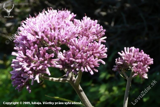 Mačucha cesnačkovitá (Adenostyles alliariae (Gouan) A. Kern.)