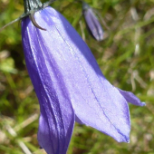 ZVONČEK TATRANSKÝ - Campanula tatrae Borbás