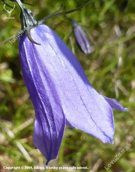 ZVONČEK TATRANSKÝ - Campanula tatrae Borbás