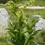 Kýchavica biela Lobelova (Veratrum album subsp. lobelianum)