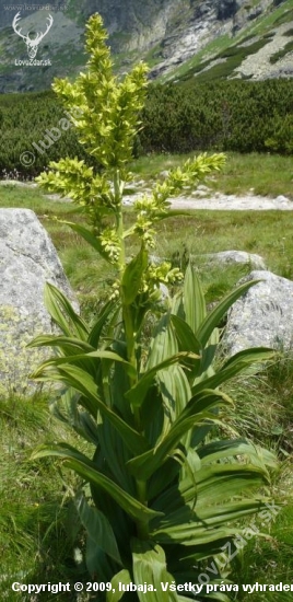 Kýchavica biela Lobelova (Veratrum album subsp. lobelianum)