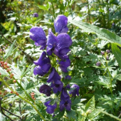 Prilbica tuhá - Aconitum firmum