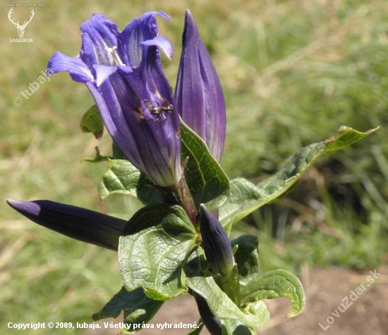 Horec luskáčovitý - Gentiana asclepiadea