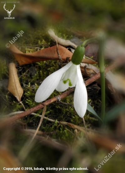 Snežienka jarná - GALANTHUS NIVALIS