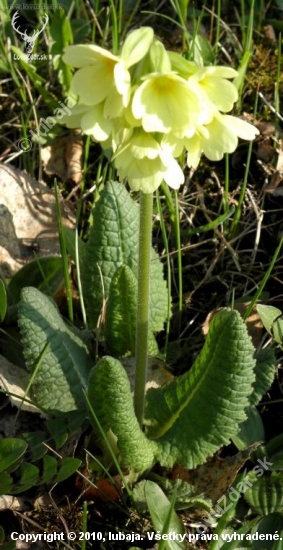 Prvosienka jarná (Primula veris L.)