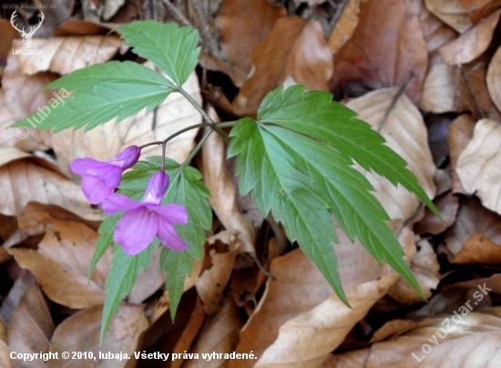 Zubačka žľaznatá -(Dentaria glandulosa Waldst. et Kit. ex Willd.)