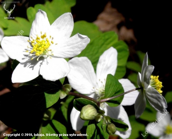 Veternica hájna - Anemone nemorosa