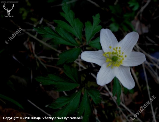 Veternica hájna - Anemone nemorosa