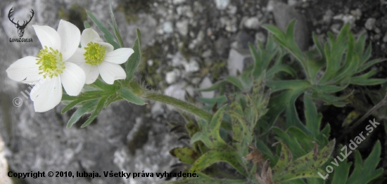 Veternica narcisokvetá