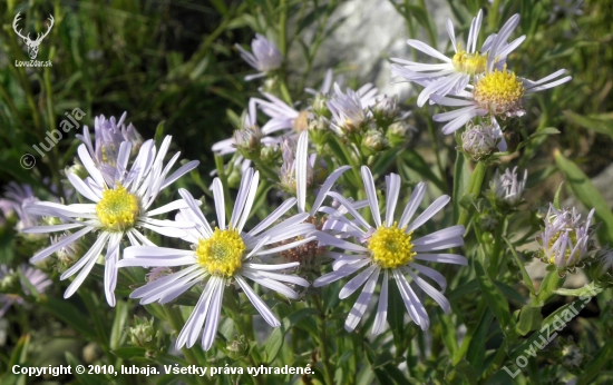 ASTRA SPIŠSKÁ - Aster amelloides Besser