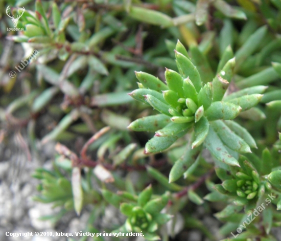 LOMIKAMEŇ VĎYZELENÝ - Saxifraga aizoides