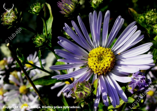 ASTRA SPIŠSKÁ - Aster amelloides Besser