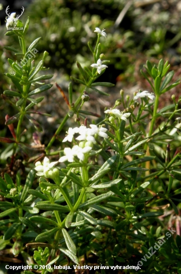 LIPKAVEC NEROVNOLISTÝ - Galium anisophyllon