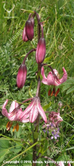 ĽALIA ZLATOHLAVÁ - Lilium martagon L.