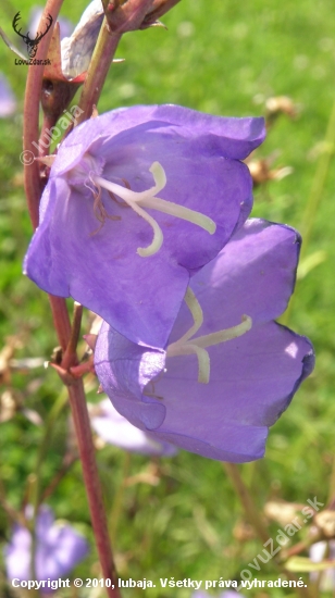 ZVONĚK BROSKYŇOLISTÝ - Campula persicifolia