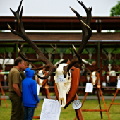 Stříbrný jelen