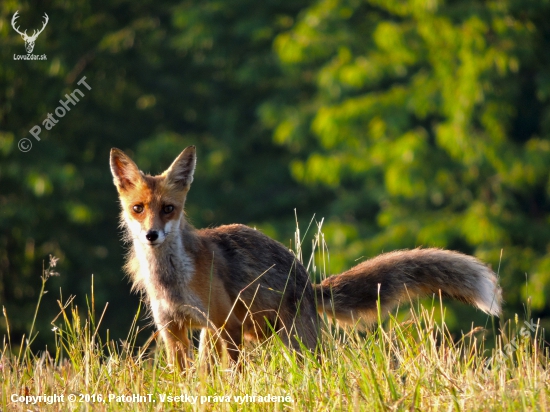 Vulpes Vulpes