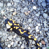 Salamandra škvrnitá