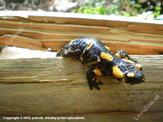 salamandra